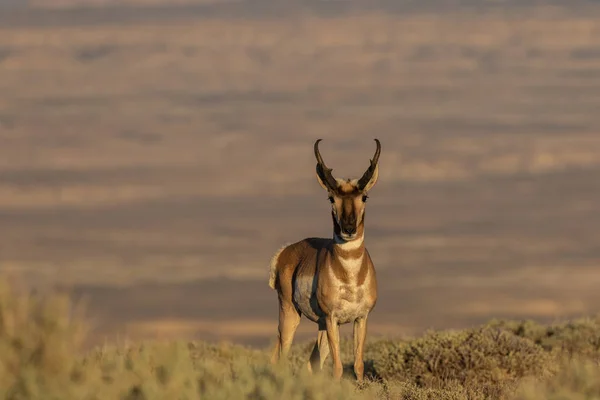 Pěkný Antilopa Vidloroh Americký Dolar Nekonečné Poušti — Stock fotografie
