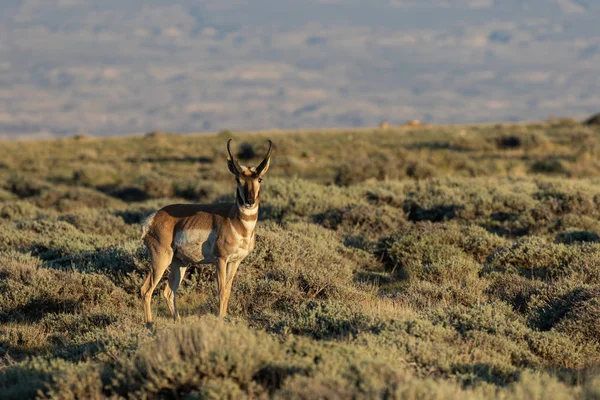 Ein Schöner Antilopenbock Der Hohen Wüste — Stockfoto