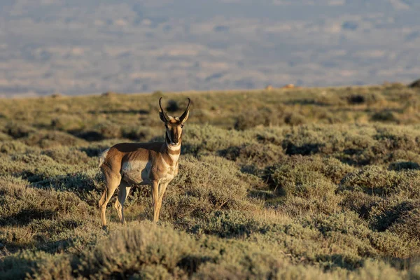 Ένα Ωραίο Αντιλόπες Pronghorn Buck Στην Έρημο Της Υψηλής — Φωτογραφία Αρχείου