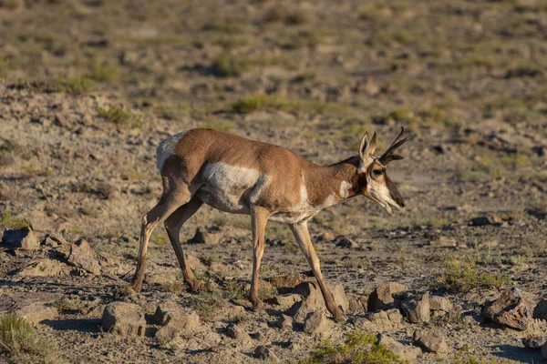 Ένα Ωραίο Αντιλόπες Pronghorn Buck Στην Έρημο Της Υψηλής — Φωτογραφία Αρχείου