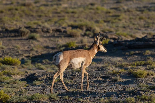 Ładne Pronghorn Antylopa Złotówki Pustyni Wysokiej — Zdjęcie stockowe