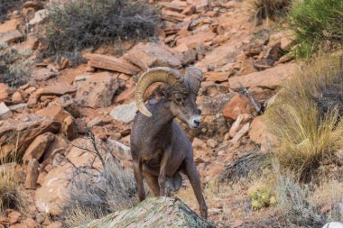 güzel çöl bighorn koyun ram