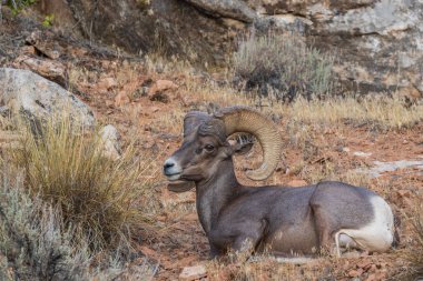 güzel çöl bighorn koyun ram