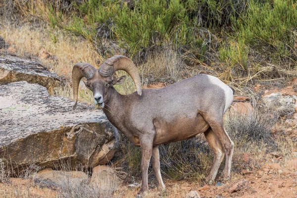 Bonito Carnero Oveja Del Desierto —  Fotos de Stock