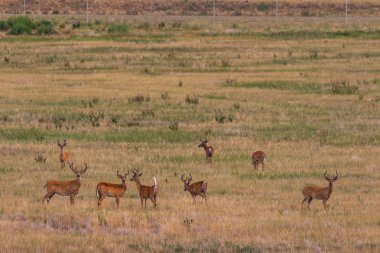 kadife bir çayırda whitetail geyik sürüsü dolar