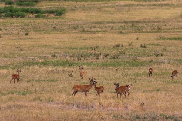 Een Kudde Whitetail Herten Dollar Fluweel Een Weide — Stockfoto