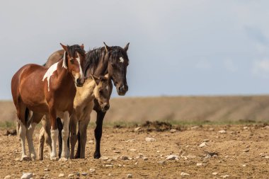 Yaz aylarında Utah çölde vahşi atlar