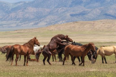 Yaz aylarında Utah çölde vahşi atlar
