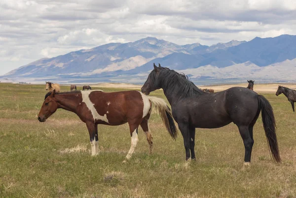 Wild Horses Utah Desert Summer — Stock Photo, Image