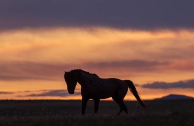 güzel bir Utah çöl gün batımı vahşi bir at