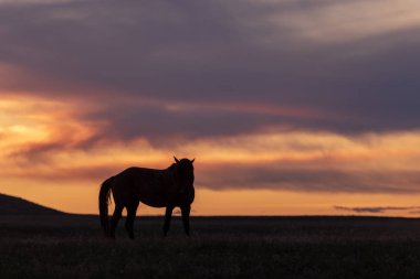 güzel bir Utah çöl gün batımı vahşi bir at