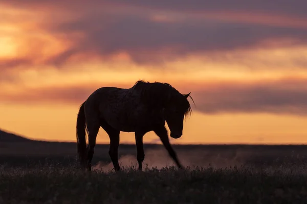 Cheval Sauvage Dans Magnifique Coucher Soleil Désert Utah — Photo