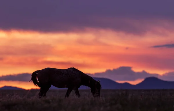 Cheval Sauvage Dans Magnifique Coucher Soleil Désert Utah — Photo