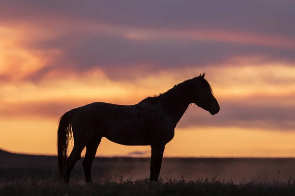 Caballo Salvaje Hermoso Atardecer Desierto Utah — Foto de Stock