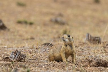 Colorado yüksek çölde sevimli beyaz kuyruklu bir çayır köpeği