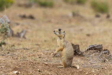 Colorado yüksek çölde sevimli beyaz kuyruklu bir çayır köpeği
