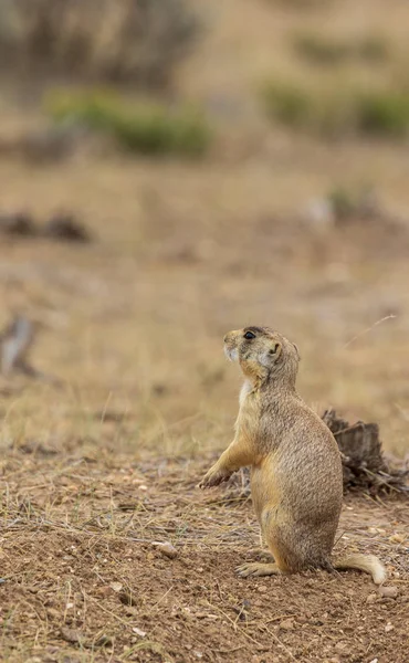 Cão Pradaria Bonito Cauda Branca Deserto Alto Colorado — Fotografia de Stock