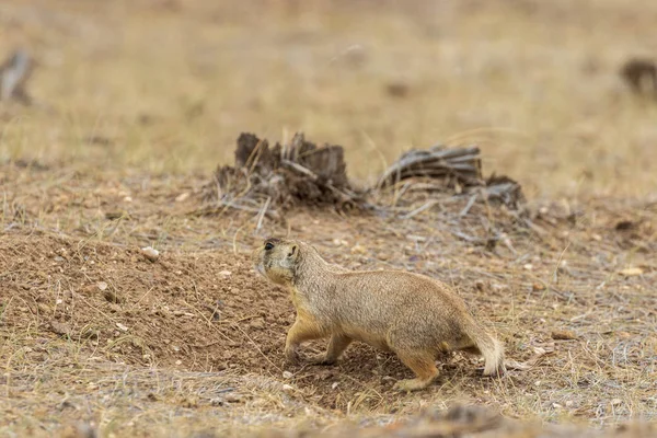 Söt Vitstjärtad Präriehund Hög Coloradoöknen — Stockfoto