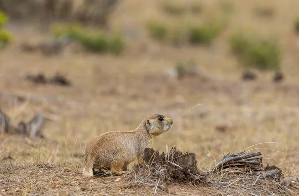 Cute White Tailed Prairie Dog Colorado High Desert — Stock Photo, Image