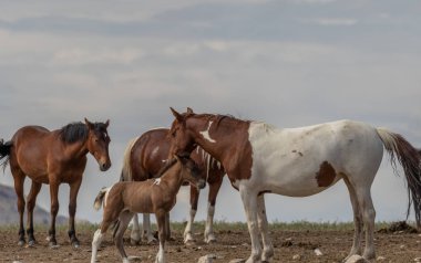 Utah çölünde vahşi bir kısrak ve tay.