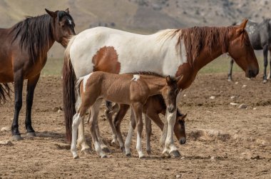 Utah çölünde vahşi bir kısrak ve tay.