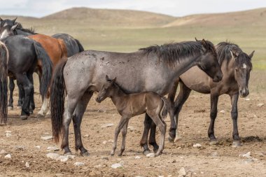 Utah çölünde vahşi bir kısrak ve tay.