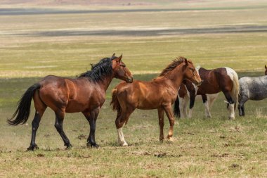 Yaz aylarında Utah çölde vahşi atlar sürüsü