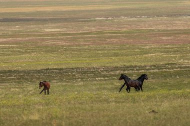 Yaz aylarında Utah çölde vahşi atlar sürüsü