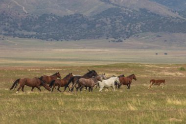 Yaz aylarında Utah çölde vahşi atlar sürüsü
