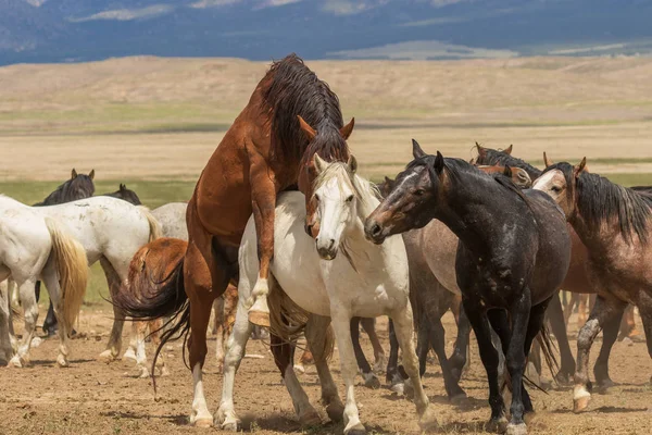 Stádo Divokých Koní Poušti Utah Létě — Stock fotografie