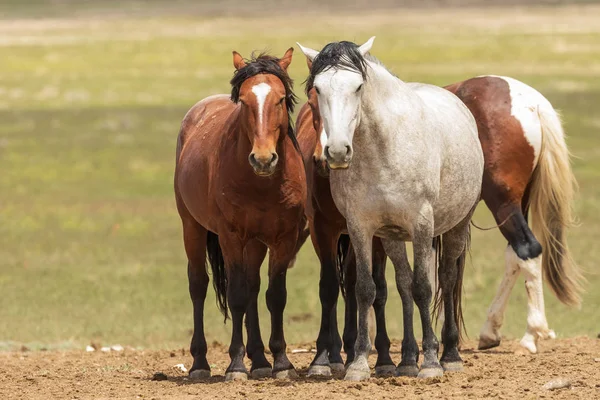 Una Manada Caballos Salvajes Desierto Utah Verano — Foto de Stock