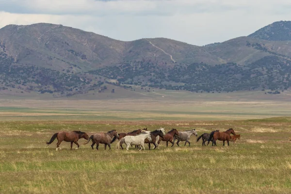 Yaz Aylarında Utah Çölde Vahşi Atlar Sürüsü — Stok fotoğraf