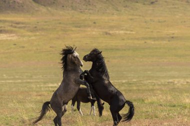 Uta çölünde savaşan bir çift vahşi at.