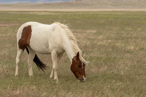 夏季犹他州沙漠中的一匹雄伟的野马 — 图库照片