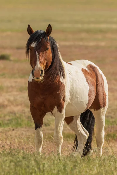 Een Majestueuze Wild Paard Woestijn Van Utah Zomer — Stockfoto