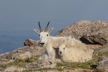 onun sevimli çocukla yatmış bir dağ keçisi dadı