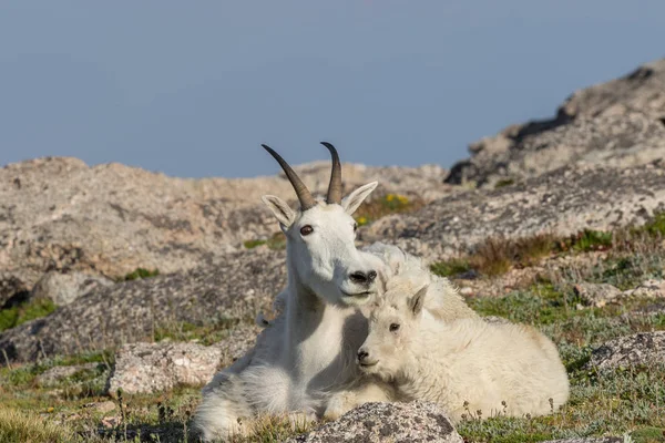 Una Montaña Cabra Niñera Bedded Con Lindo Niño —  Fotos de Stock