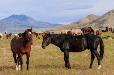 Utah Çölü'nde yaz aylarında güzel vahşi atlar