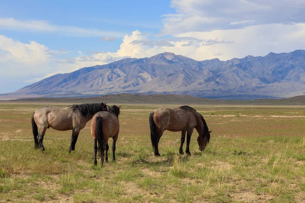 Utah Çölü Nde Yaz Aylarında Güzel Vahşi Atlar — Stok fotoğraf