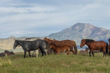 Utah Çölü'nde yaz aylarında güzel vahşi atlar