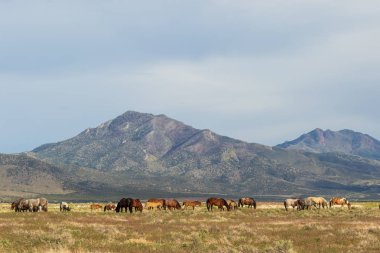 Utah Çölü'nde yaz aylarında güzel vahşi atlar