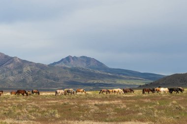 Utah Çölü'nde yaz aylarında güzel vahşi atlar