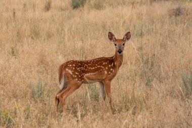 uzun otların içinde şirin ak kuyruklu geyik geyik yavrusu