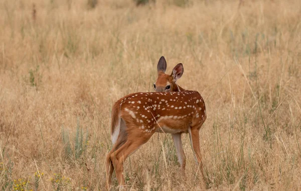 背の高い草の中にかわいいオジロジカ子鹿 — ストック写真