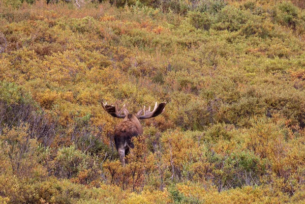 Alaska Yukon Bull Moose Velvet Denali National Park — Stock Photo, Image