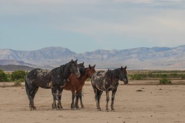 Utah Çölü'nde yaz aylarında vahşi atlar