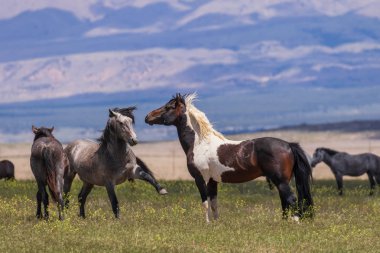 Utah Çölü'nde yaz aylarında vahşi atlar