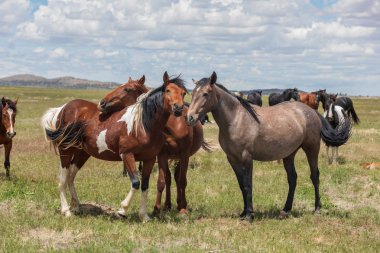 Utah Çölü'nde yaz aylarında vahşi atlar