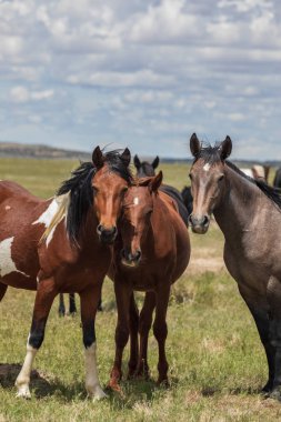 Utah Çölü'nde yaz aylarında vahşi atlar