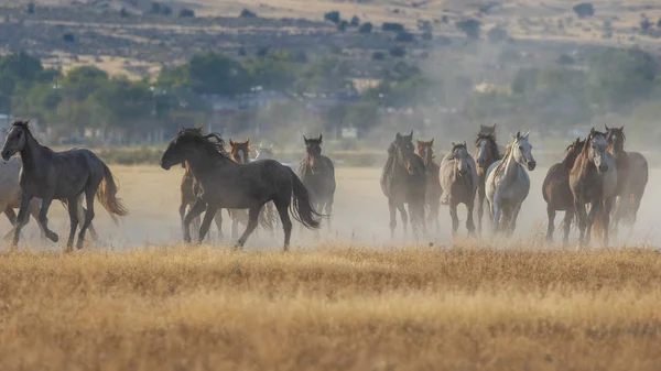 Uma Manada Cavalos Selvagens Correndo Deserto Utah — Fotografia de Stock